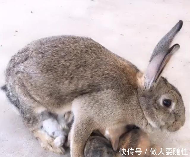 农民不外出打工农村养“它”五十一只，年赚几十万，比外出打工强