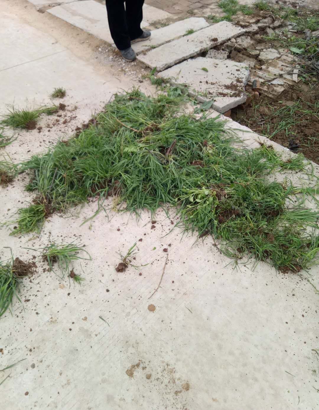 农民工回家收拾门前杂草，在外辛苦打工半年一场空