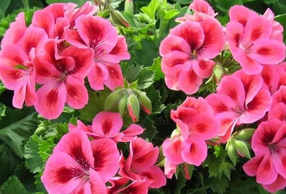  溢满■这些花朵养护简单易爆盆，养在客厅里，清香溢满屋