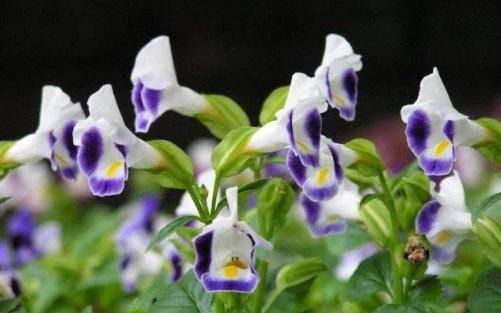  「爱爆」家养这几款小花，耐热又耐晒，越晒花开越艳丽，好养还特别爱爆盆