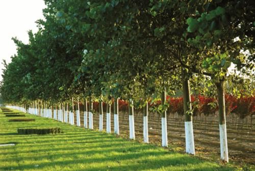  农村：10年之后，农村的什么会最有价值？不是车子房子，而是这