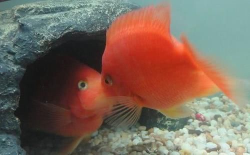  『生死存亡』硝化细菌的生死存亡，与诸多因素有关，掌握住两个大致方向即可