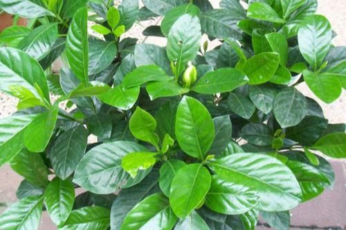 『栀子花』我家养的栀子花不发新芽，有时候还掉叶子，该怎么拯救？