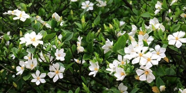  『修剪』栀子花不开花，做好这三点，秒变开花机！