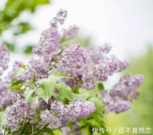 『到底长什』很多人听过丁香花这首歌,却没有见过真正的丁香,其实它真的很美