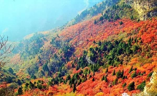 赏红叶打卡地！别错过整个秋天，这个景区，50岁以上免票！