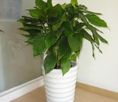  「叶绿茎」养花制肥难怎么办？用上1种'天然绿叶肥'，啥花都能叶绿茎粗