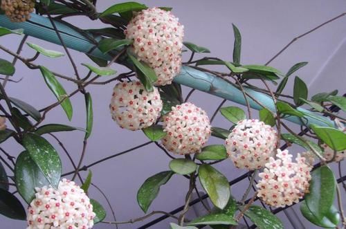  「适合」此6种花，适合“悬挂”在客厅，不占空间还好看，值得养