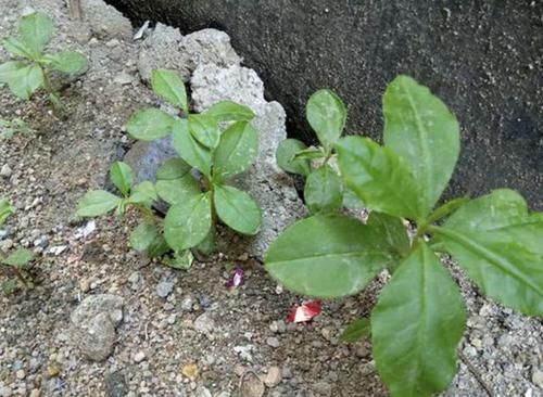  此种：此种“植物”，以往叶子常被拿去“喂猪”，而如今少见，遇到别踩