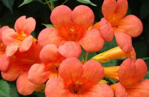 『家里』家里阳台种这些花朵，吊在阳台开花成瀑布，分分钟美爆，绚丽多彩