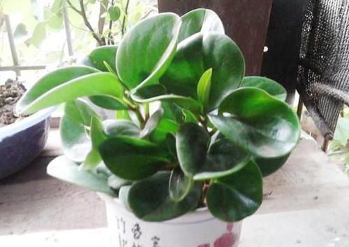  『绿萝』“电脑宝贝”豆瓣绿，比绿萝还好养，做好5点，肥厚紧凑，防辐射