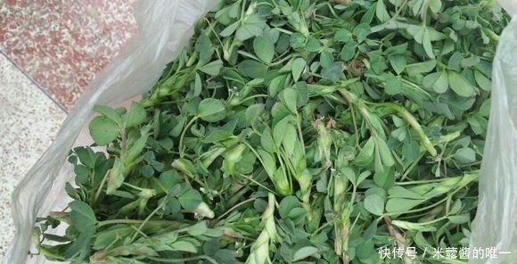  食物@人称“食物之父”，是最古老的野菜之一，如今到处是，你认识吗？