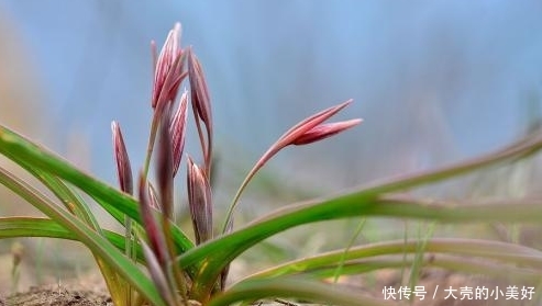 农村常见的一种野菜，具有清热解毒、散结消肿的价值
