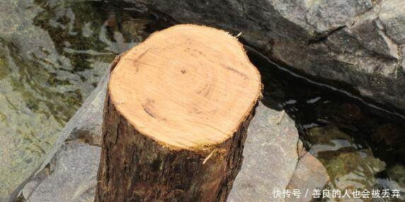 农村有一种树，价格昂贵超过紫檀，可惜已经很少了