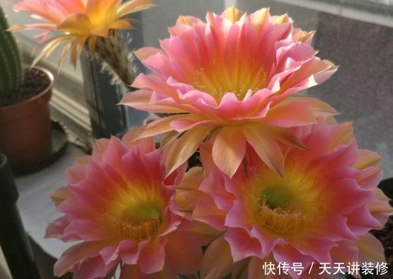  [图片作者]15种超级好养的花，不死鸟居然不是第一，“养花杀手”们试一试吧