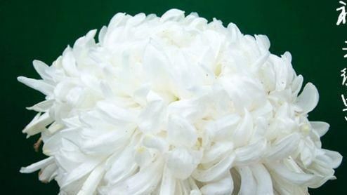  『美轮美奂』喜欢菊花，就养盆“珍稀名菊”祥云缀宇，色艳鲜丽美轮美奂
