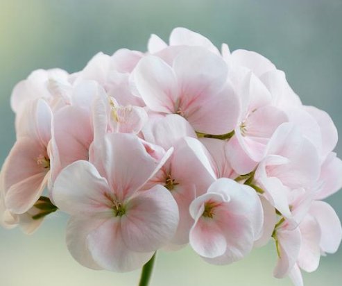  阳台@几款好看好养，放在阳台花开爆满的花朵，特适合养在院子里