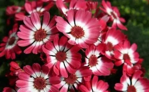  【富贵】喜欢养菊，就养盆“精品菊花”富贵菊，花开艳丽多姿，寓意美好