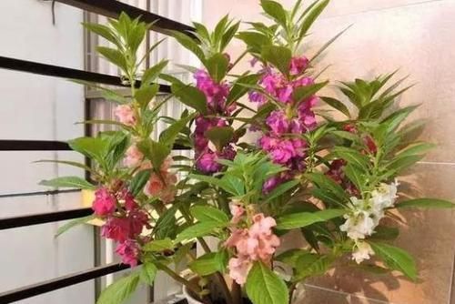  『凤仙花』凤仙花养的不开花？养护避开2个“坑”，轻轻松松开爆盆！