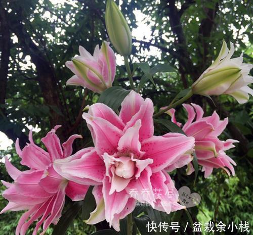 『漂亮』她养了1种花,开花漂亮,香味浓郁,老远就能闻到香!