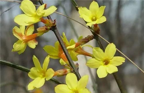  『常见』30种 · 野外常见植物，你叫啥？