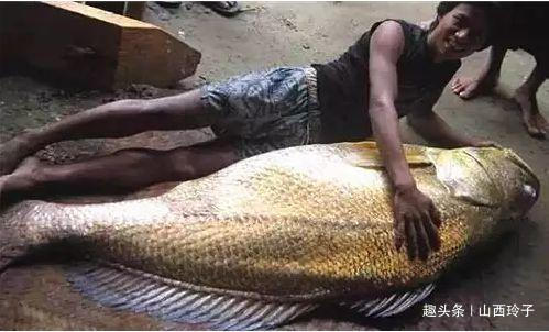  「金钱」世界上“最贵”的4种鱼，渔民只要收获1条，就“金盆洗