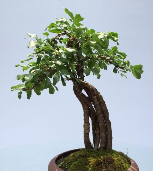  「金雀花」枝条“小心”棱角“小小”，金雀盆景的独特，只有爱花人才懂！