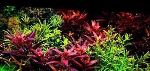  一大■比铜钱草好看的花，7天爆满一大缸，多到家里堆不下