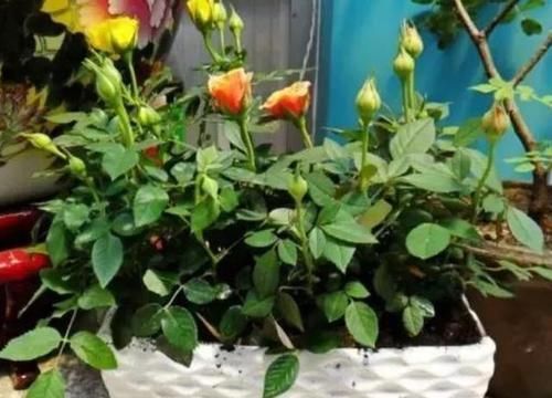  [花盆]养花怎么浇水？看懂4个细节分分钟学会，告别烂根烂叶