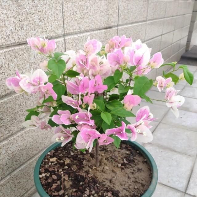  『果家里』五月三角梅花期正旺，如果不开花从这3点找原因，以后开花不再难