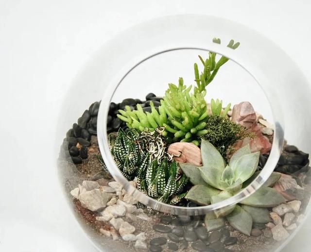  『布置在玻璃』在玻璃容器里布置的植物景观，栽培这些植物，都是很容易照顾的