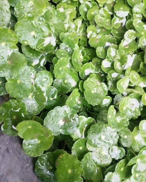  适合：夏季适合养铜钱草，放在客厅，天然加湿器，太阳一晒就爆盆