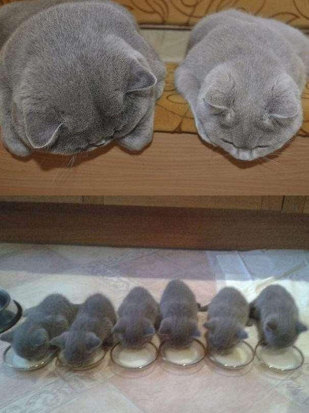  『宝宝』宝宝是一家伺候一个 宠物是一个伺候一窝 有下边的表情很正常