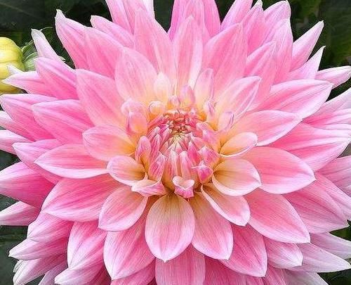  玫瑰■喜欢玫瑰，不如养盆“优良荷花”翠云，花姿卓越，开花爆盆好养活