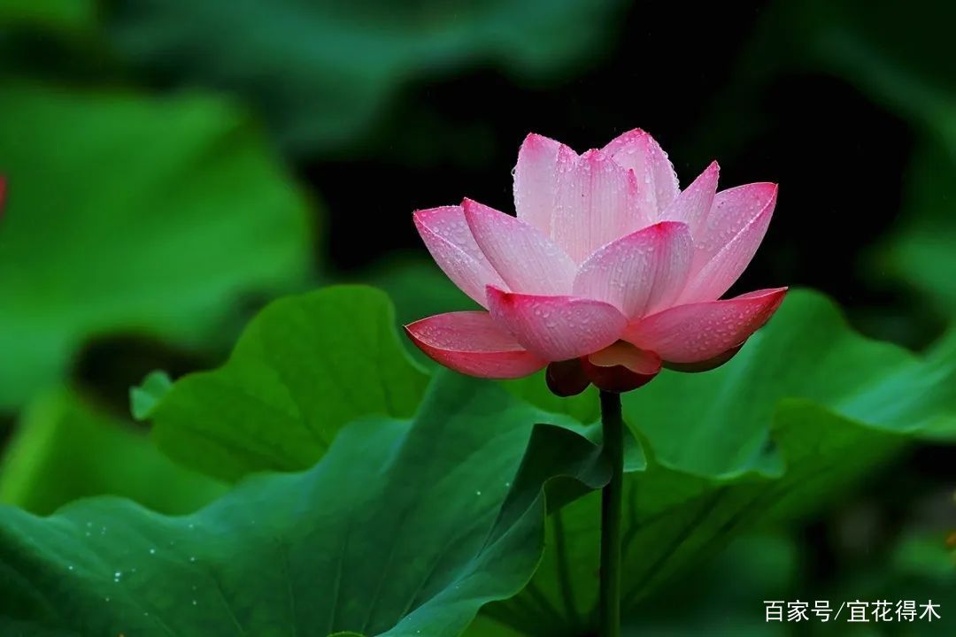  【何在】碗莲为何不开花？原因何在？如何选购和栽培？