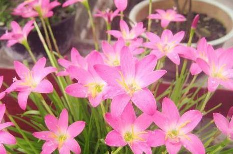  『芳香』这4款花花，丢到阳台，四季开花，开花芳香四溢，香飘溢满屋
