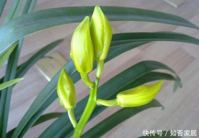 『漂亮』适合夏天养的3种花，开花漂亮爆盆简单，肉质叶片很耐旱，很好养