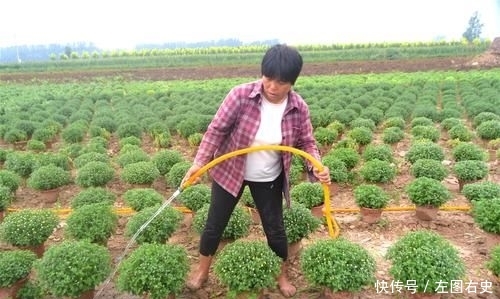  「年收入」农民种植特色作物20年，年收入近20万元，为啥年轻人