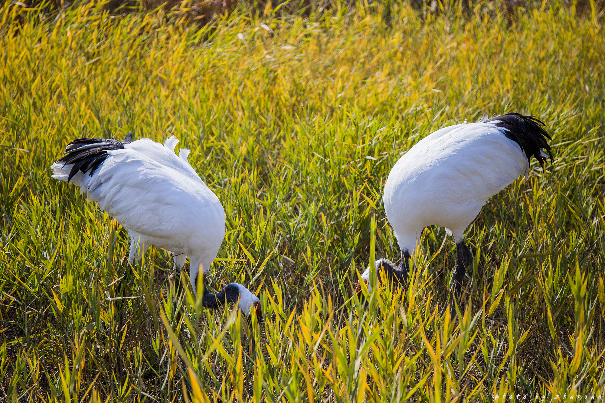 东营丨走过沧海桑田，终是在芦花飞雪的秋日遇见你