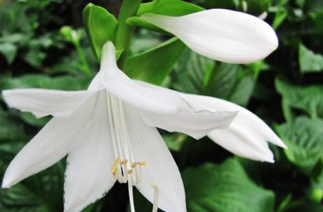  精致@喜欢养花的看看这些精致花草，养起来可要小心