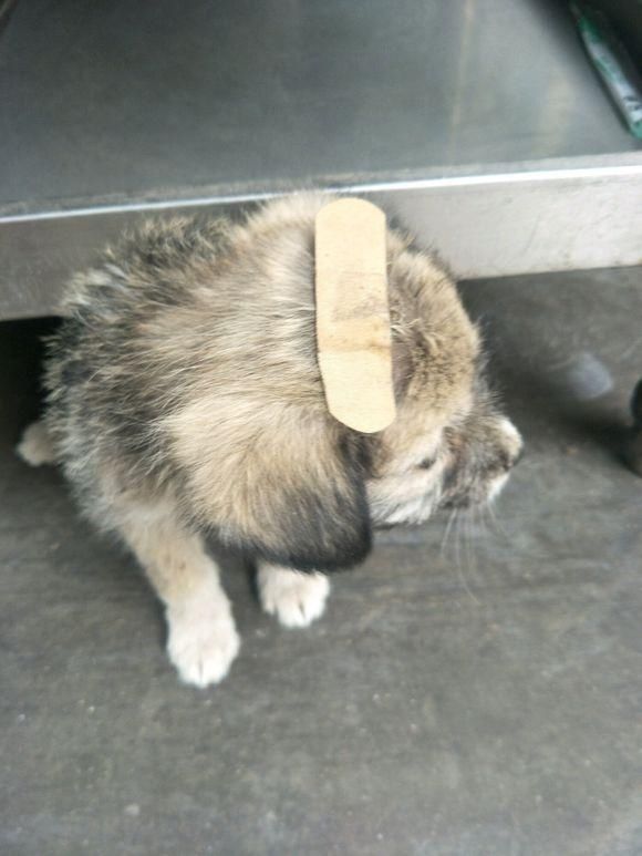 狗狗头上贴个创可贴,女孩看到后心痛不已,带回