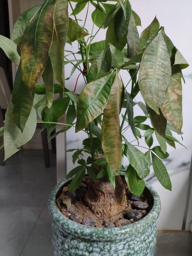  「用小喷壶」复工在即，那些一个多月没管的花，该怎么养护？