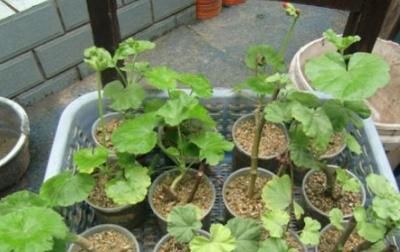  「季节」天竺葵什么季节扦插