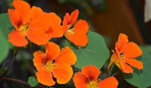  「勋章菊花」养花就养这四款，全年开花不断，花开美观又大气，超妖艳，美