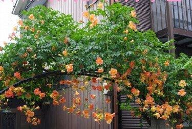  『棕色』凌霄翠叶团团如盖，花大色艳，繁花艳彩