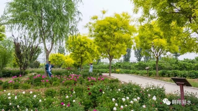  「同赏」母亲节，送花不如赏花，伴母同赏芍药花