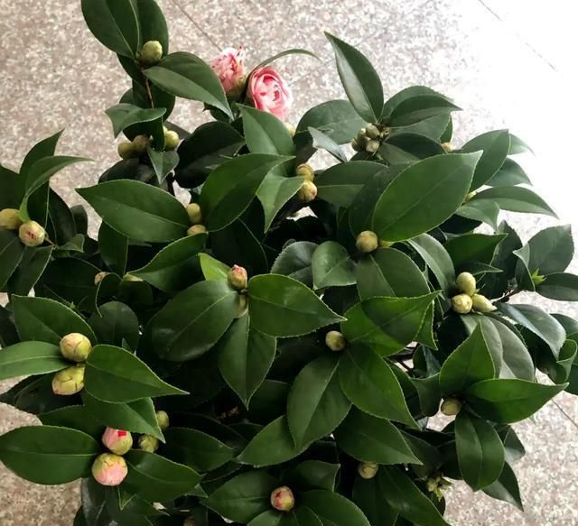 『恢复生长』三四月是茶花的盛花季,别偷懒勤快些,枝繁叶茂,开花一茬茬