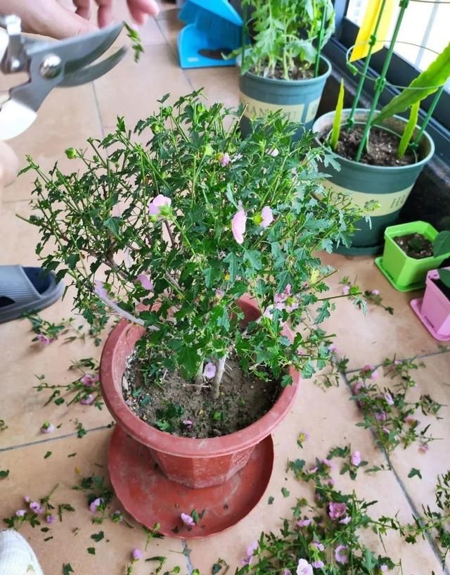  「照好的地方」3种花，开败后狠心剪个秃头，下次开花会更猛