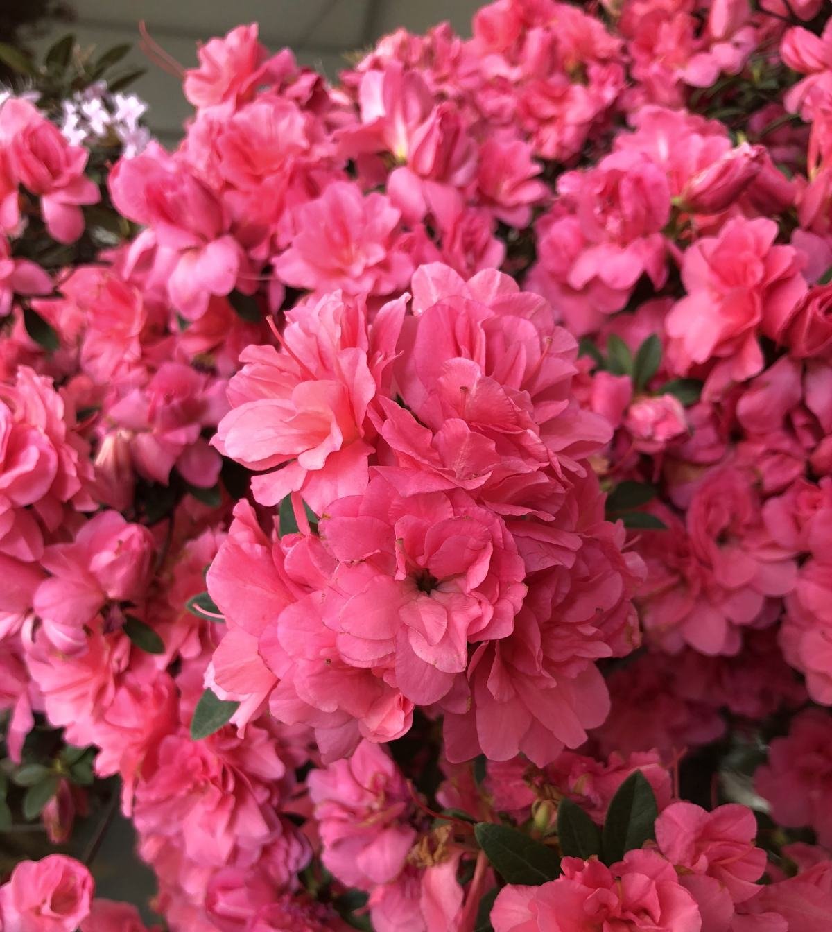  #死翘翘#2种公认难养的花,浇水要浇对,不然很快死翘翘