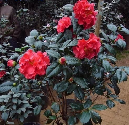  适合■大门前种1棵茶花树，耐寒耐热好养，花色艳丽，开花喜庆富贵